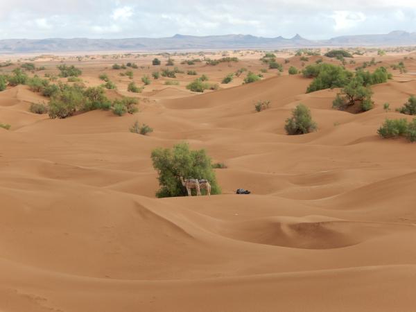 Galerie photos, désert marocain, photo desert maroc, photos desert marocain, photos dans le desert marocain, desert marocain photos, maroc desert phot