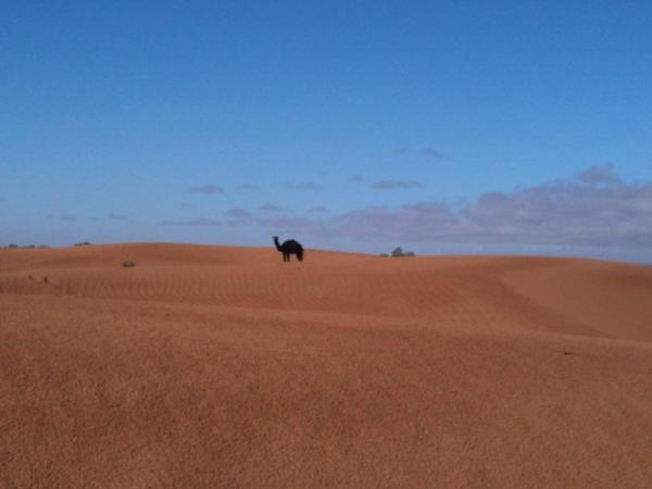 randonnée 2 jours desert maroc, randonnée 2 jour desert mhamid, randonnée 2 jours dromadaire mhamid, randonnee 2 jours dans le desert marocain, rando 