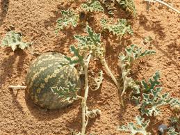 Citrullus Colocynthis  : plante de desert, faune de desert, plante desert maroc,desert maroc plante, chegaga erg plante desert 
