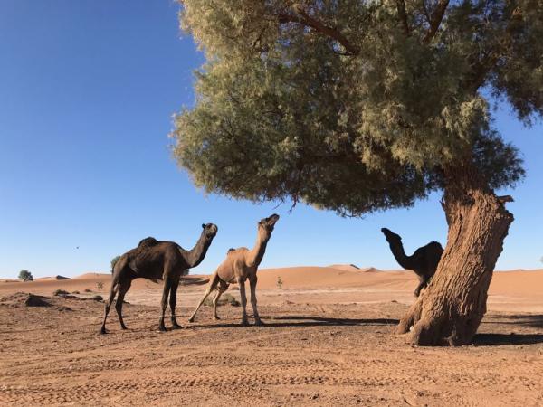 Information sur le village de Mhamid Elghizlane : mhamid information, mhamid desert, desert mhamid, climat mhamid, desert mhamid, voyage mhamid, excursion mhamid